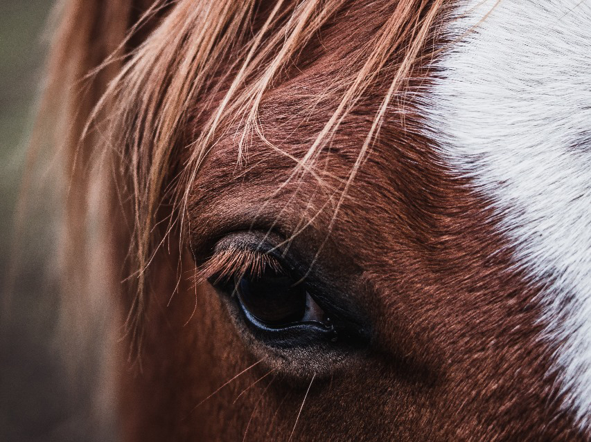 vetoquinol-equino-aurelien-faux-unsplash