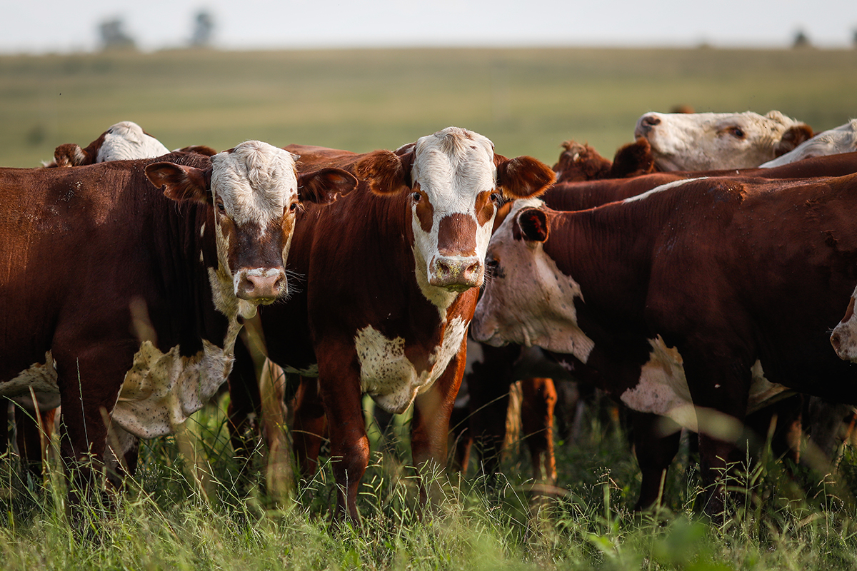 Foto: Wenderson Araujo – Confederação da Agricultura e Pecuária do Brasil (CNA)